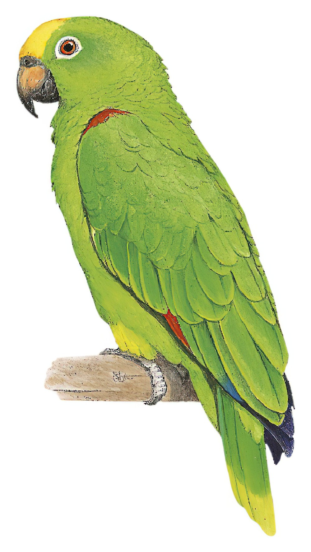 Yellow-crowned Parrot / Amazona ochrocephala