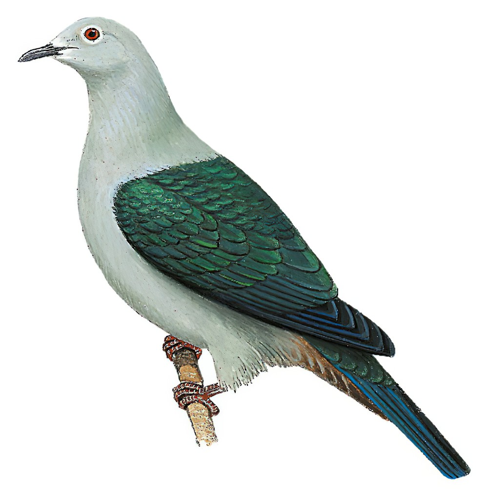 Nicobar Imperial-Pigeon / Ducula nicobarica