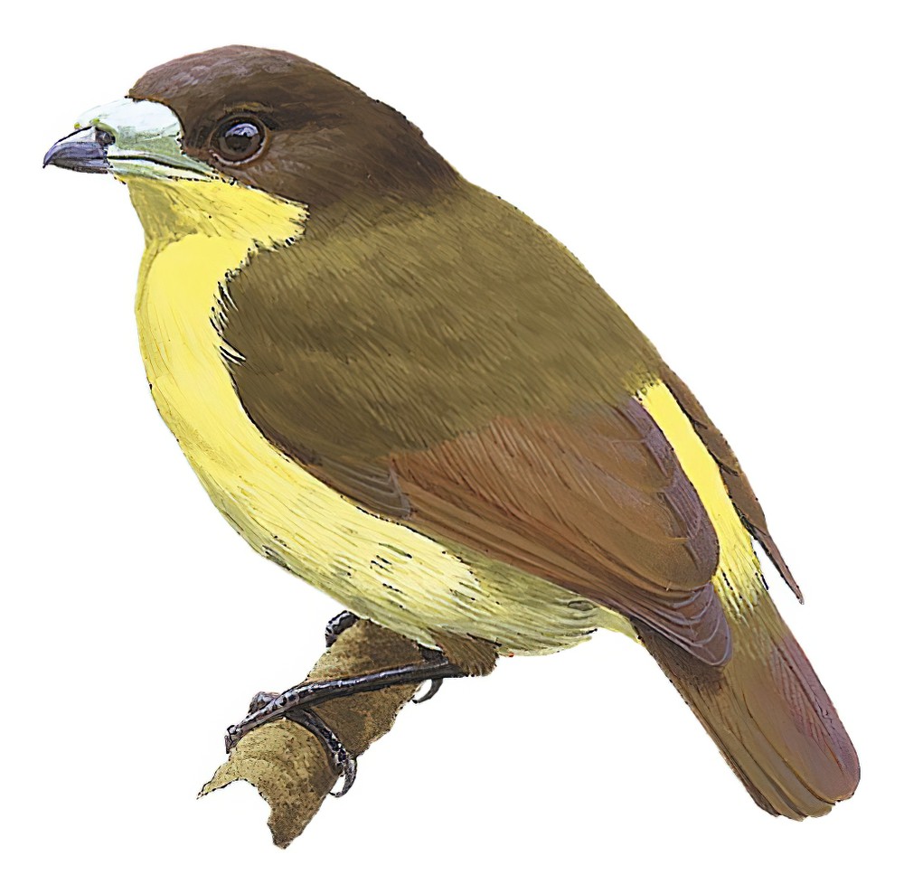 Yellow-breasted Satinbird / Loboparadisea sericea