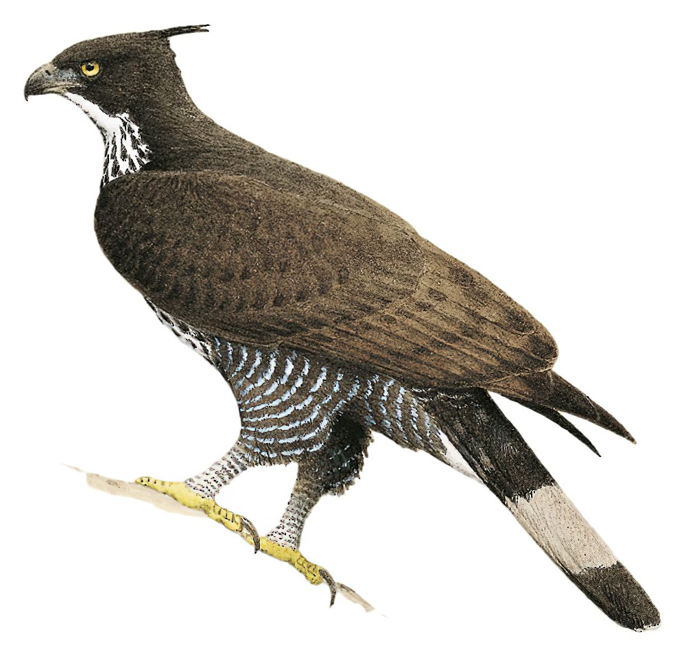 Blyth\'s Hawk-Eagle / Nisaetus alboniger
