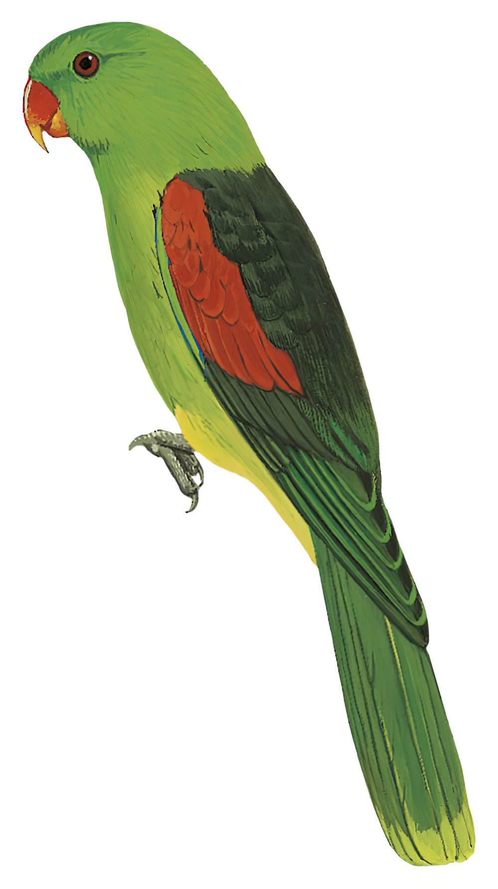 Red-winged Parrot / Aprosmictus erythropterus