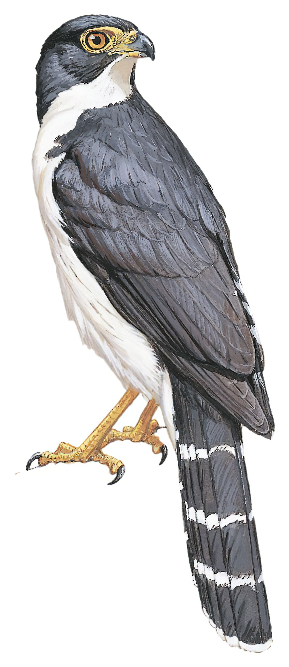 Slaty-backed Forest-Falcon / Micrastur mirandollei