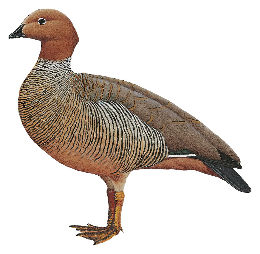 Ruddy-headed Goose / Chloephaga rubidiceps