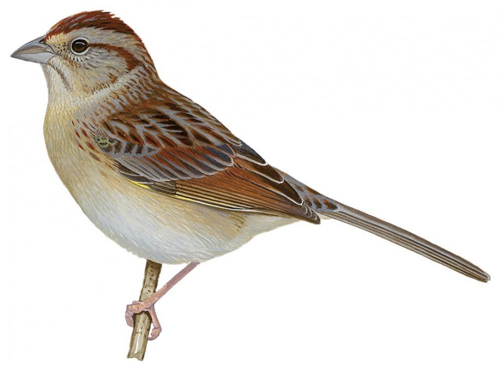 Bachman\'s Sparrow / Peucaea aestivalis