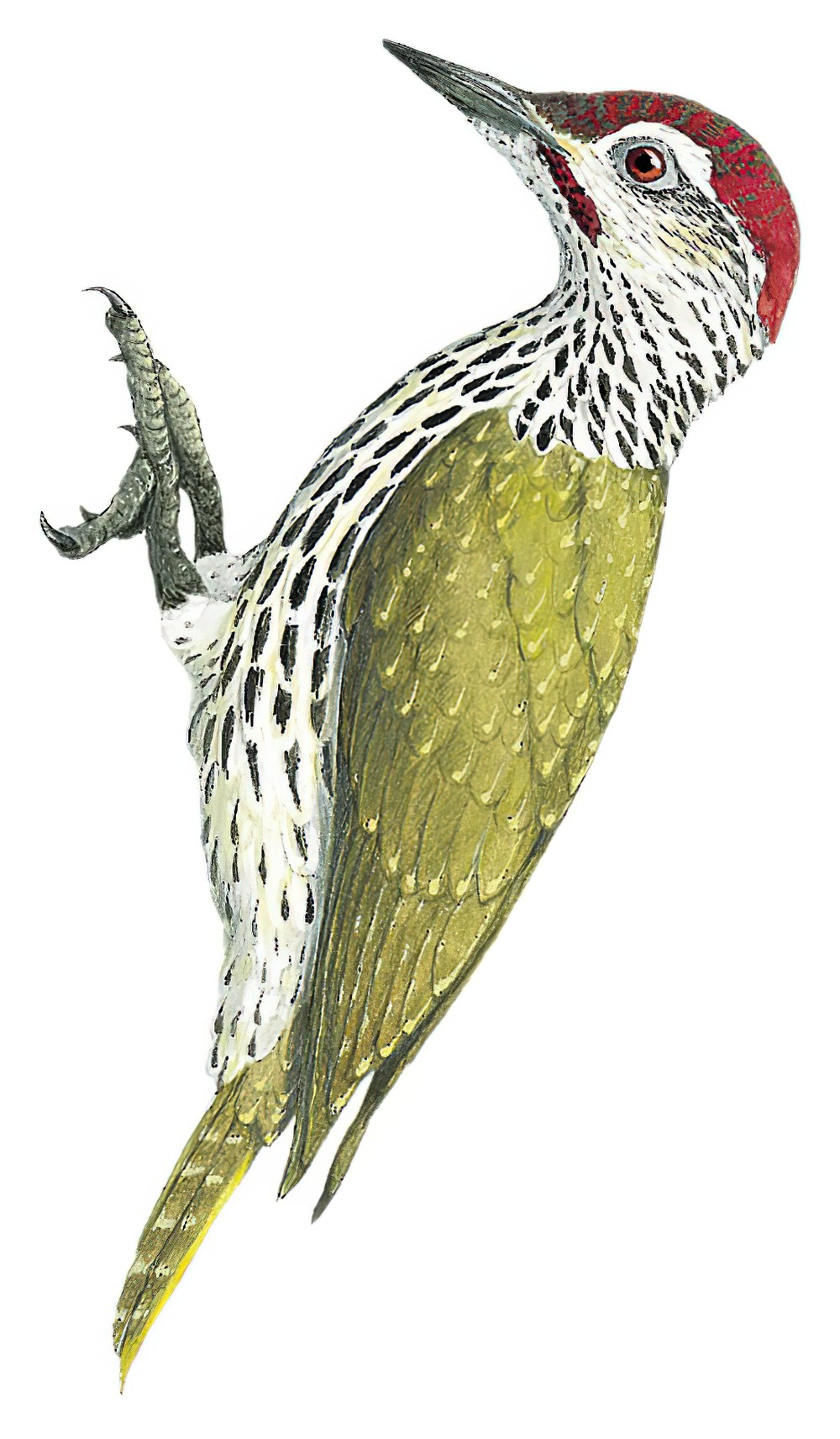 Mombasa Woodpecker / Campethera mombassica