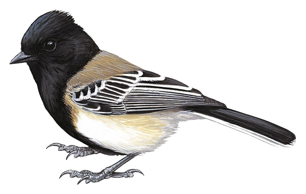Stripe-breasted Tit / Melaniparus fasciiventer