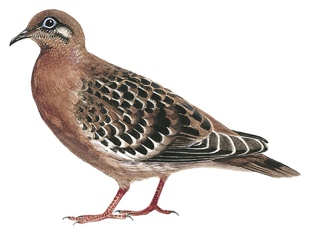Galapagos Dove / Zenaida galapagoensis