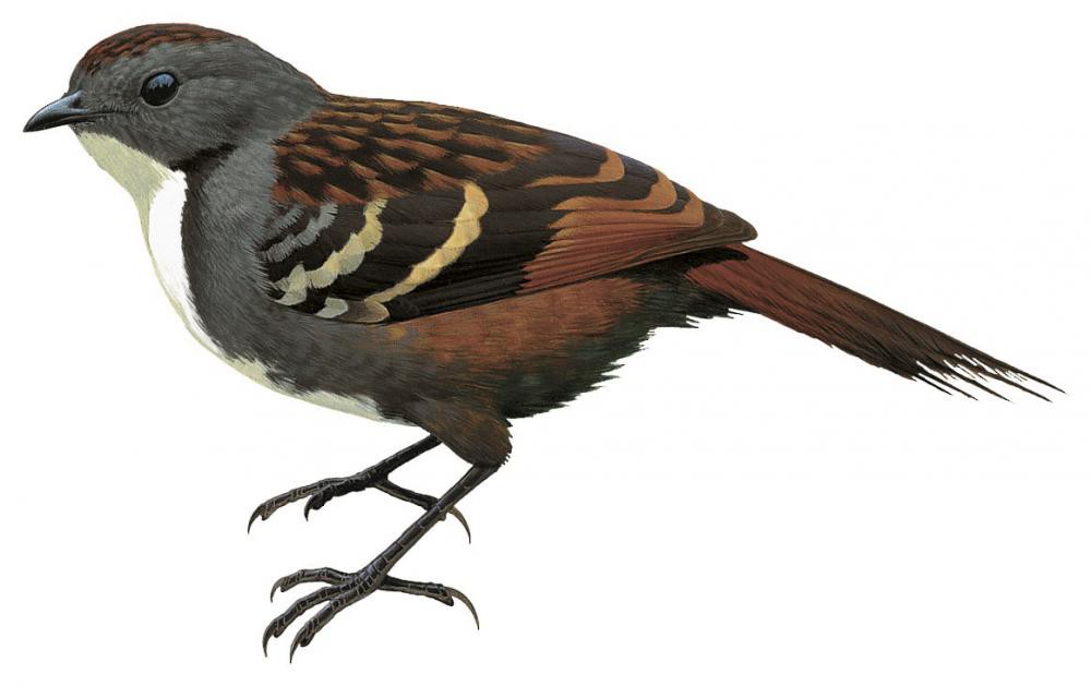 Papuan Logrunner / Orthonyx novaeguineae