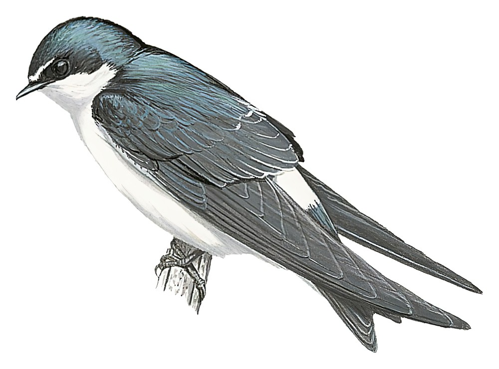 White-rumped Swallow / Tachycineta leucorrhoa