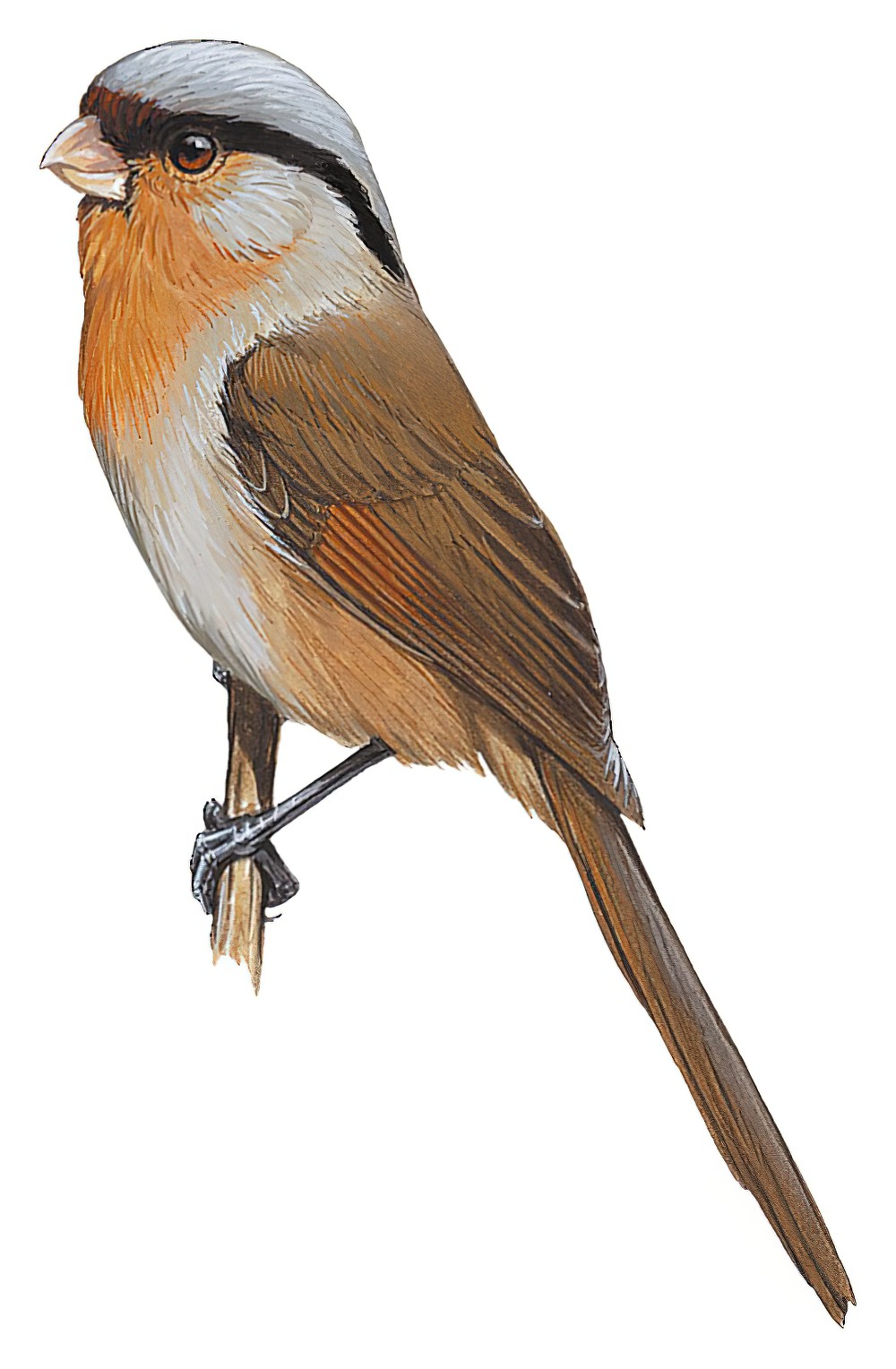 Rusty-throated Parrotbill / Sinosuthora przewalskii