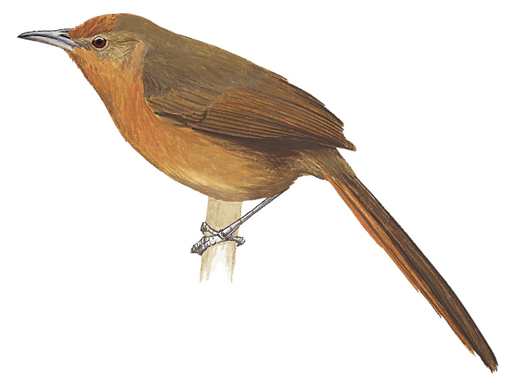 Orange-breasted Thornbird / Phacellodomus ferrugineigula