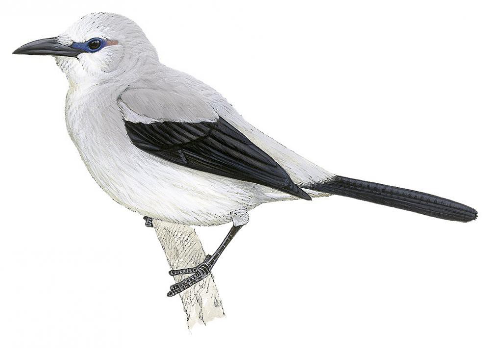 Stresemann\'s Bush-Crow / Zavattariornis stresemanni