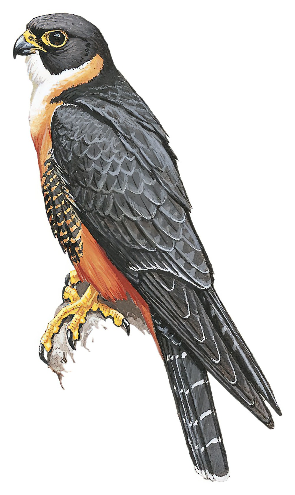 Orange-breasted Falcon / Falco deiroleucus
