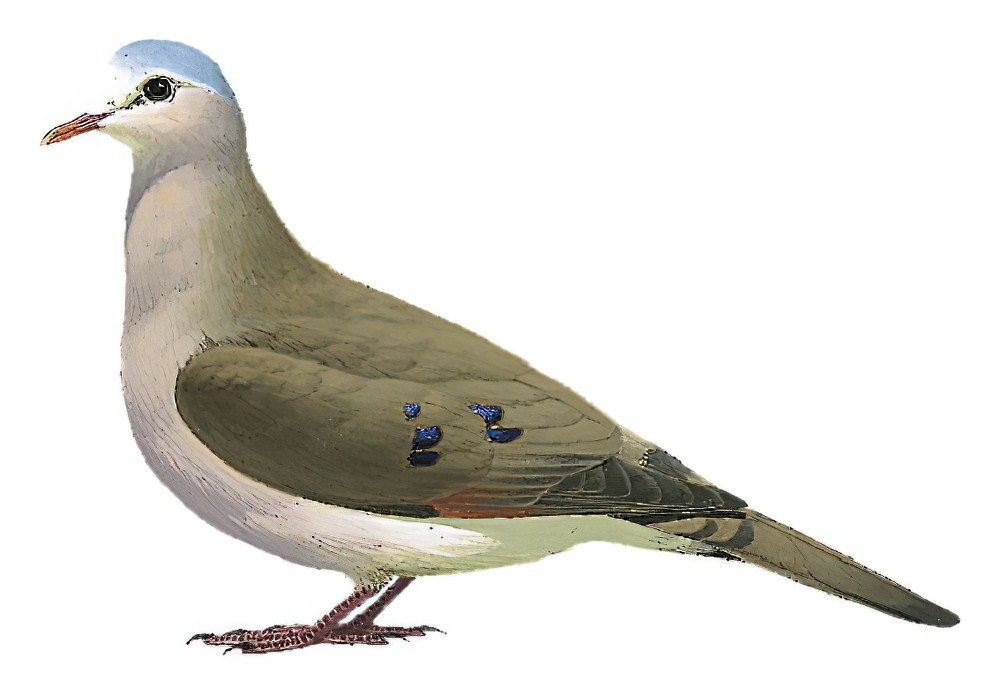 Blue-spotted Wood-Dove / Turtur afer