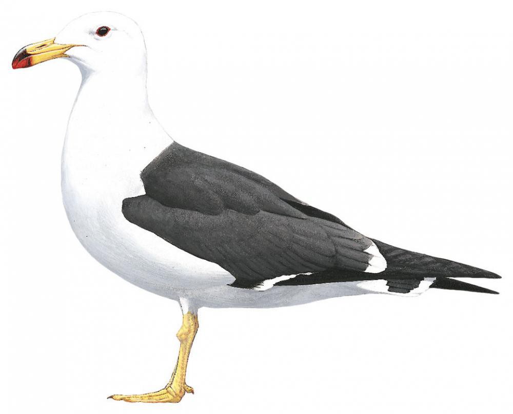 Olrog\'s Gull / Larus atlanticus