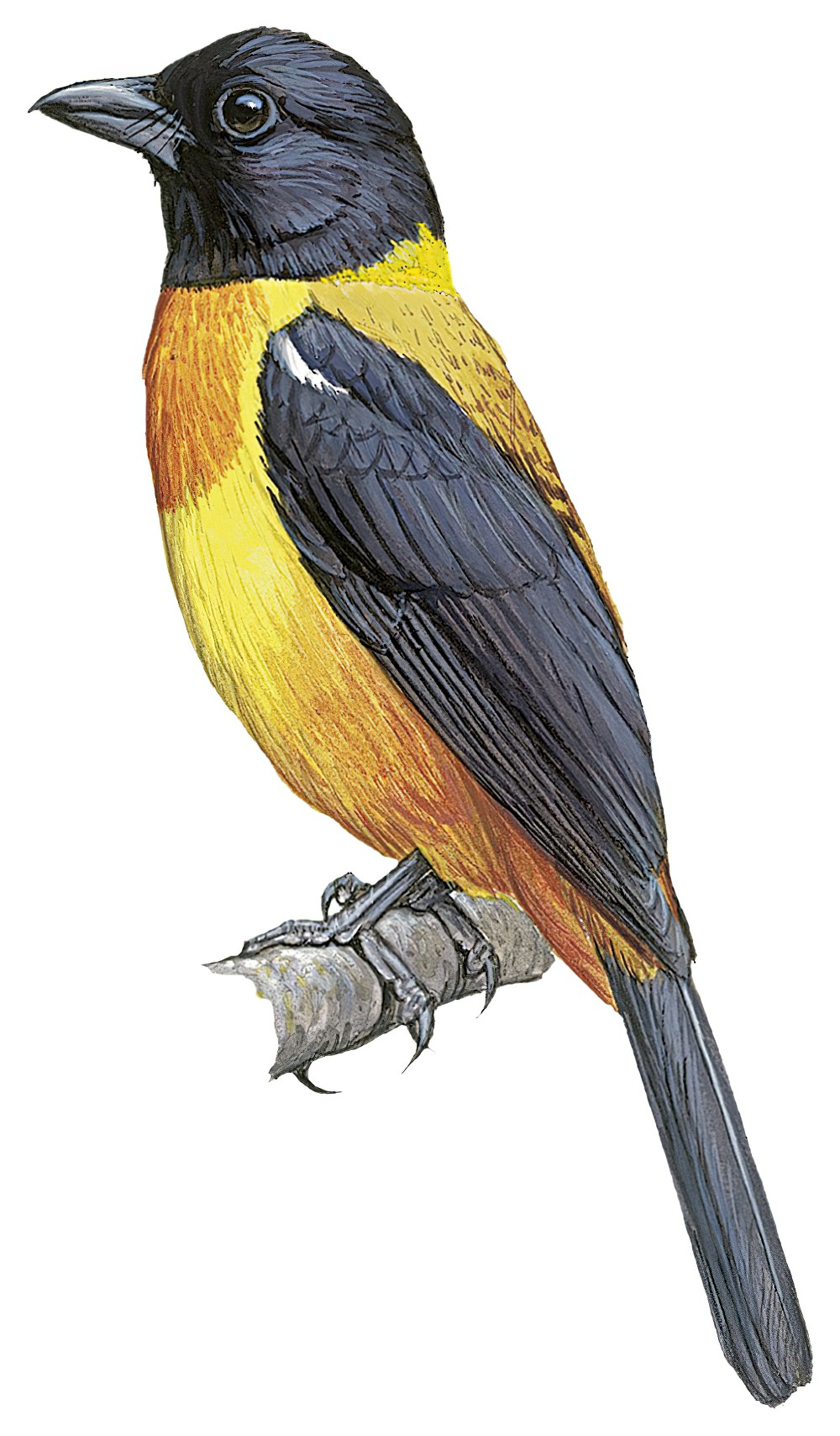 Fulvous Shrike-Tanager / Lanio fulvus