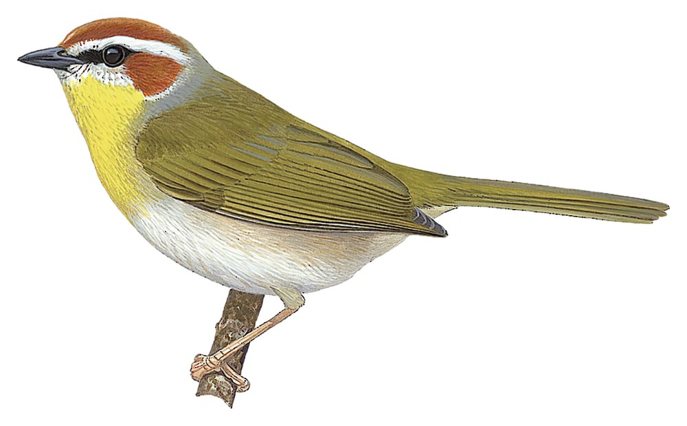 Rufous-capped Warbler / Basileuterus rufifrons