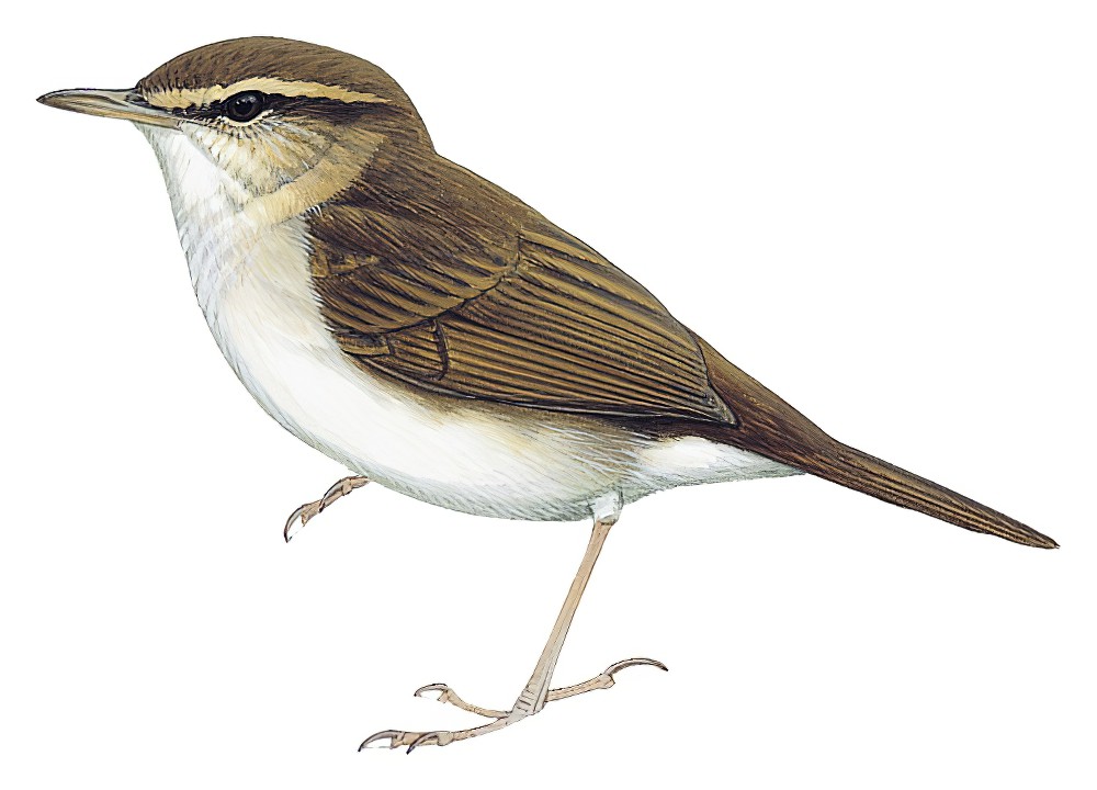 Pale-footed Bush Warbler / Urosphena pallidipes