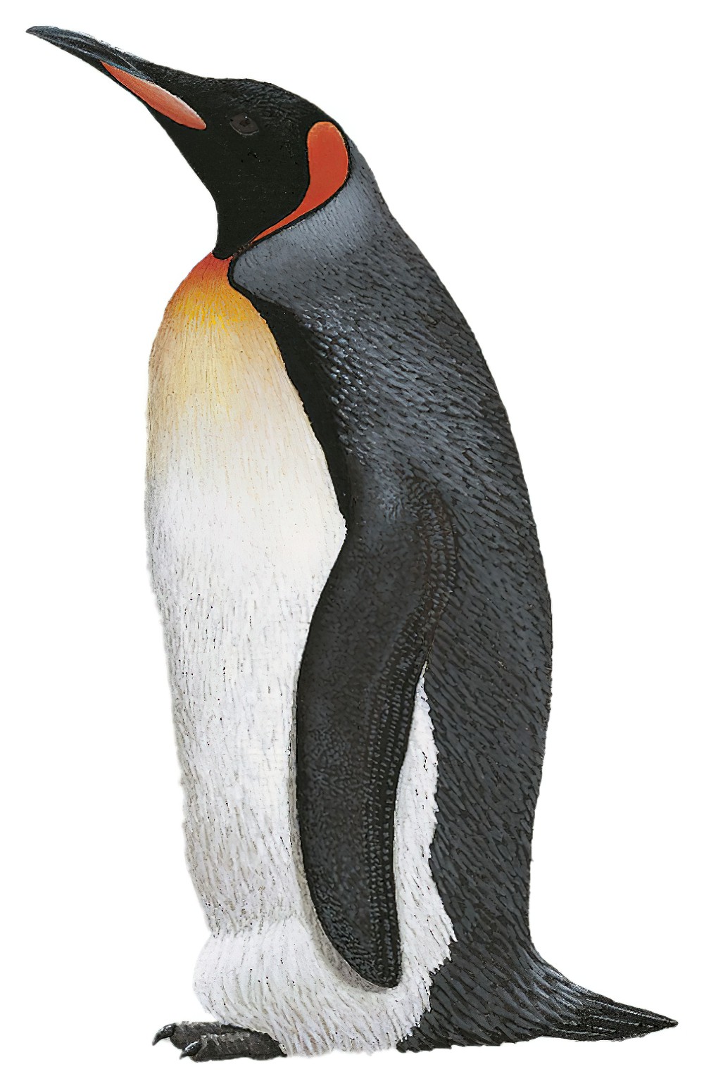 King Penguin / Aptenodytes patagonicus