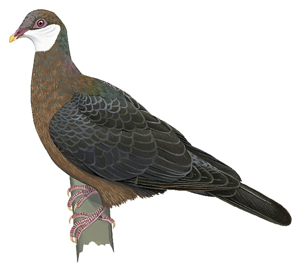 Metallic Pigeon / Columba vitiensis