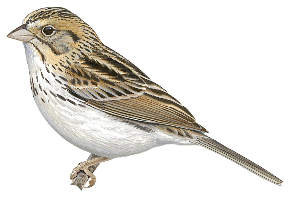 Baird\'s Sparrow / Centronyx bairdii