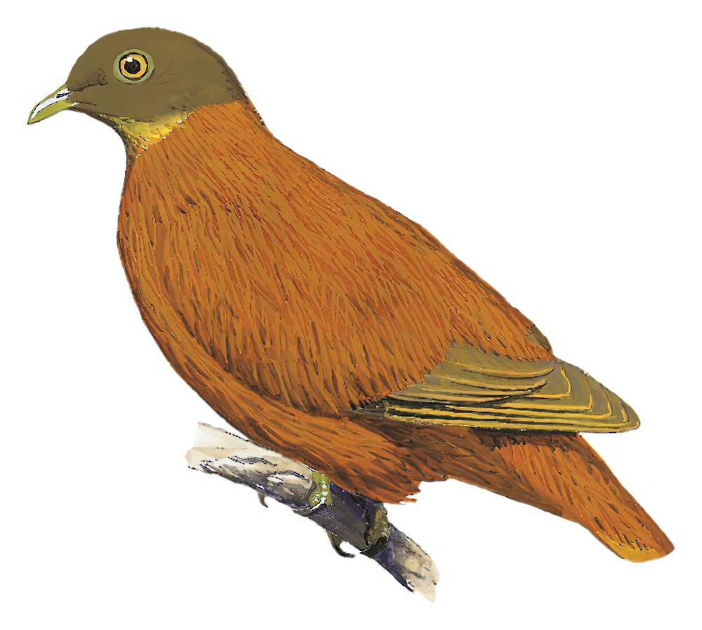Orange Dove / Ptilinopus victor