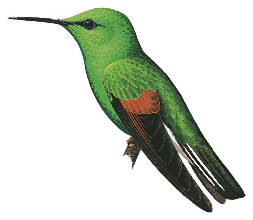 Stripe-tailed Hummingbird / Eupherusa eximia