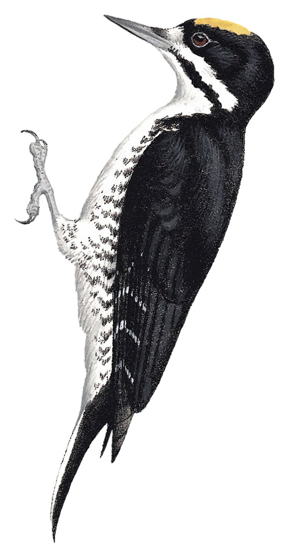 Black-backed Woodpecker / Picoides arcticus