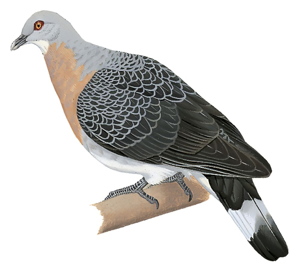 Afep Pigeon / Columba unicincta