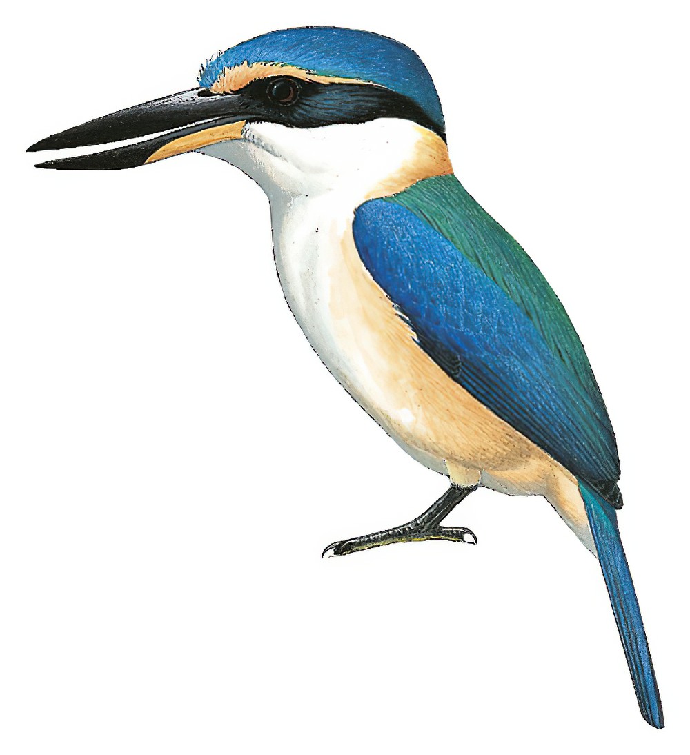 Pacific Kingfisher / Todiramphus sacer