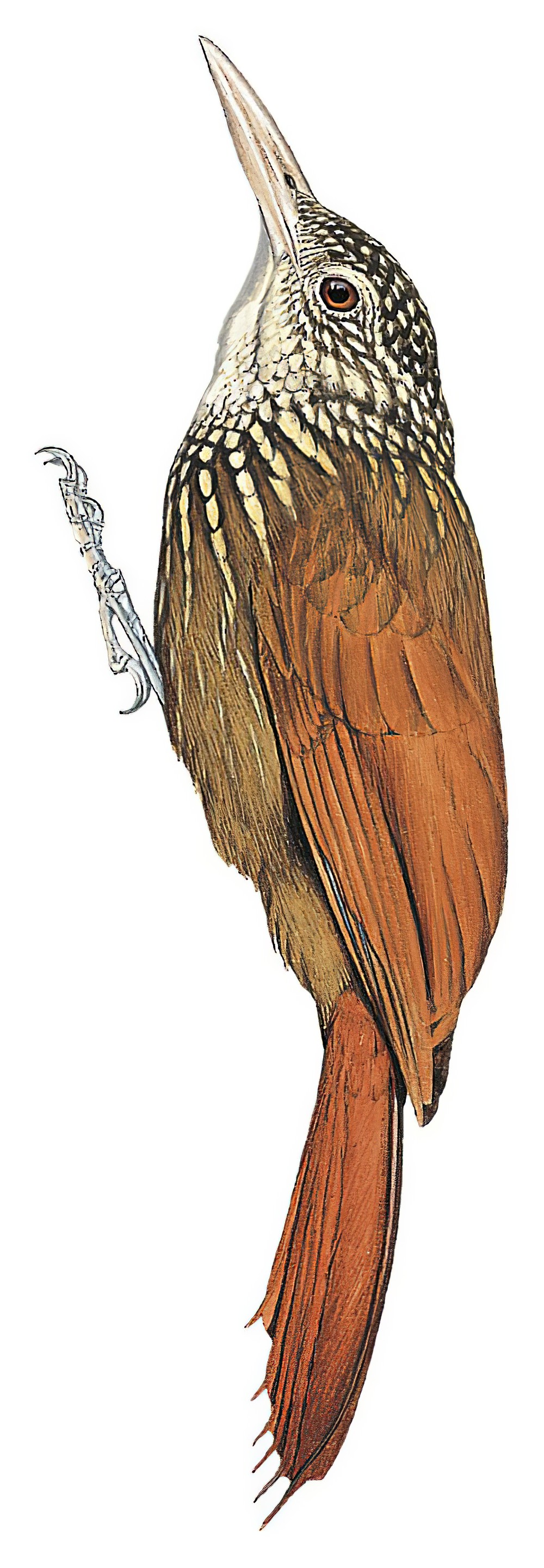 Straight-billed Woodcreeper / Dendroplex picus