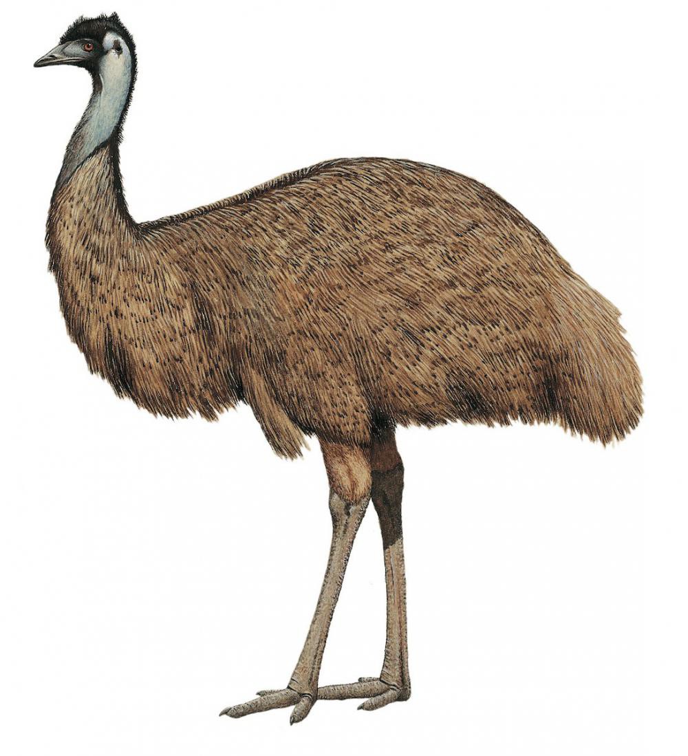 Emu / Dromaius novaehollandiae