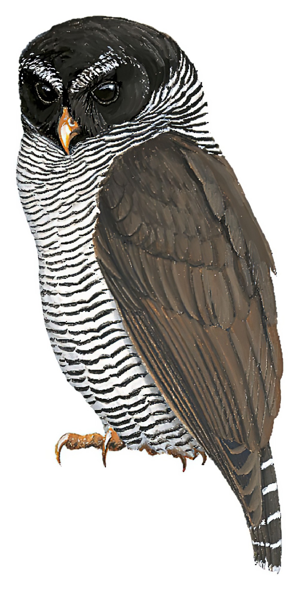 Black-and-white Owl / Ciccaba nigrolineata