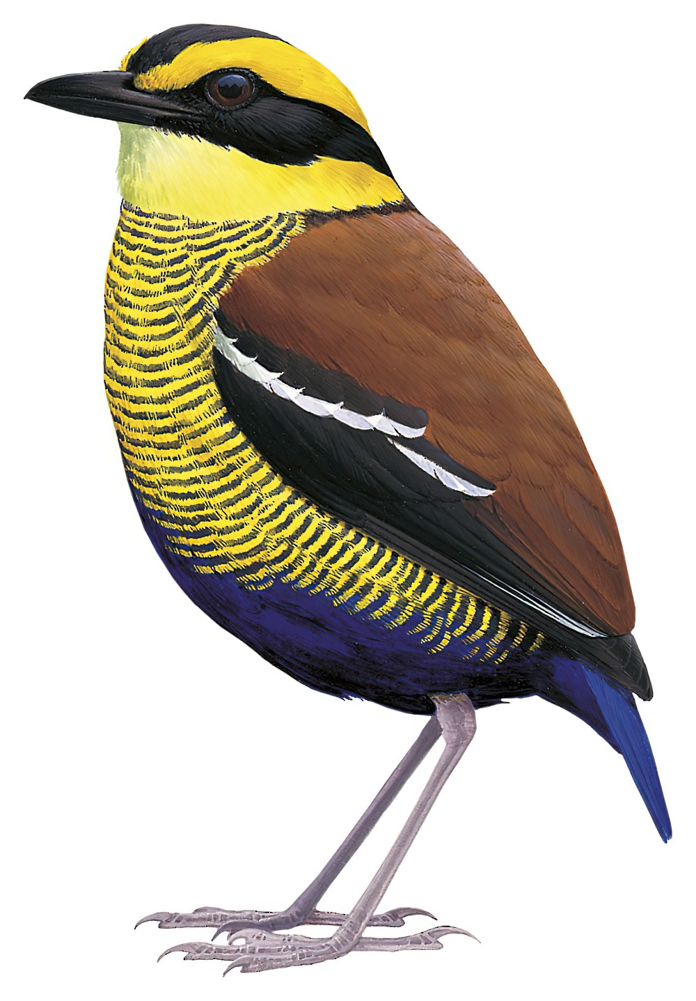 Bornean Banded-Pitta / Hydrornis schwaneri