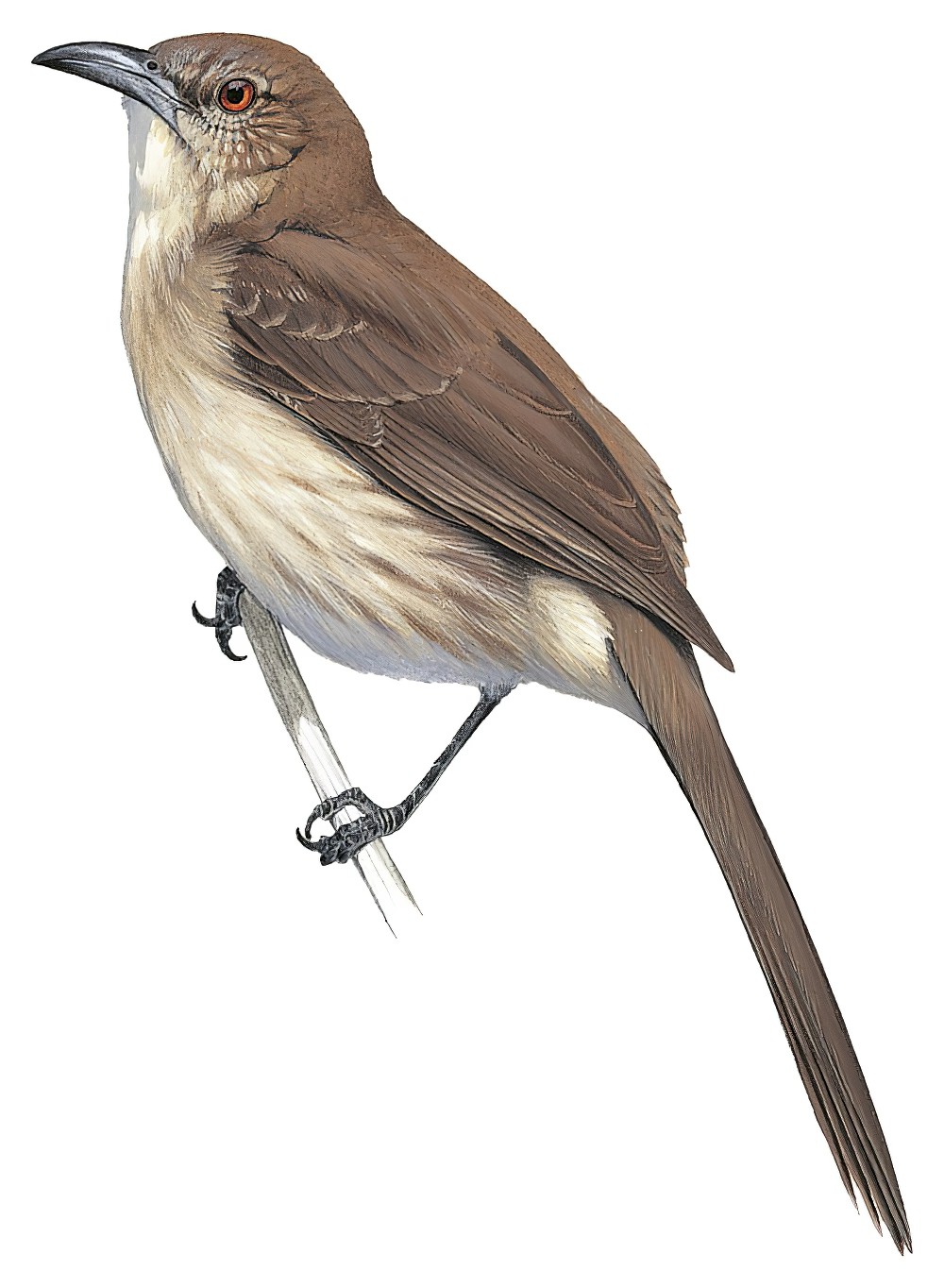 Socorro Mockingbird / Mimus graysoni