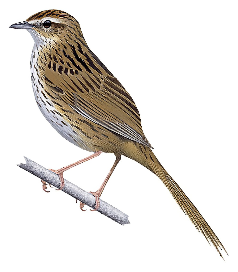New Zealand Fernbird / Poodytes punctatus