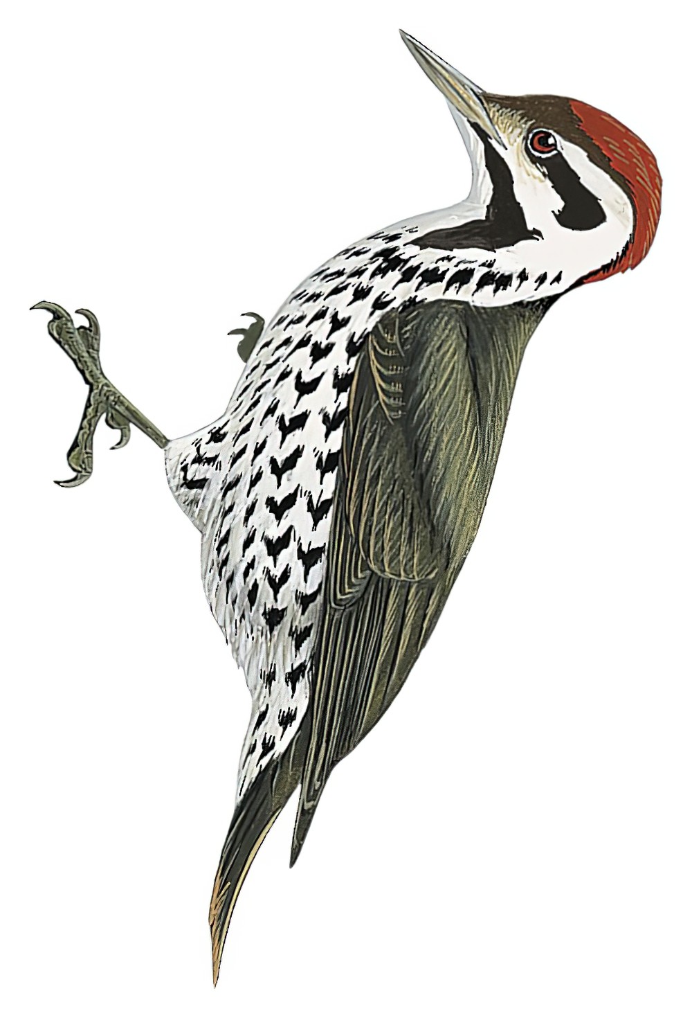 Stierling\'s Woodpecker / Chloropicus stierlingi