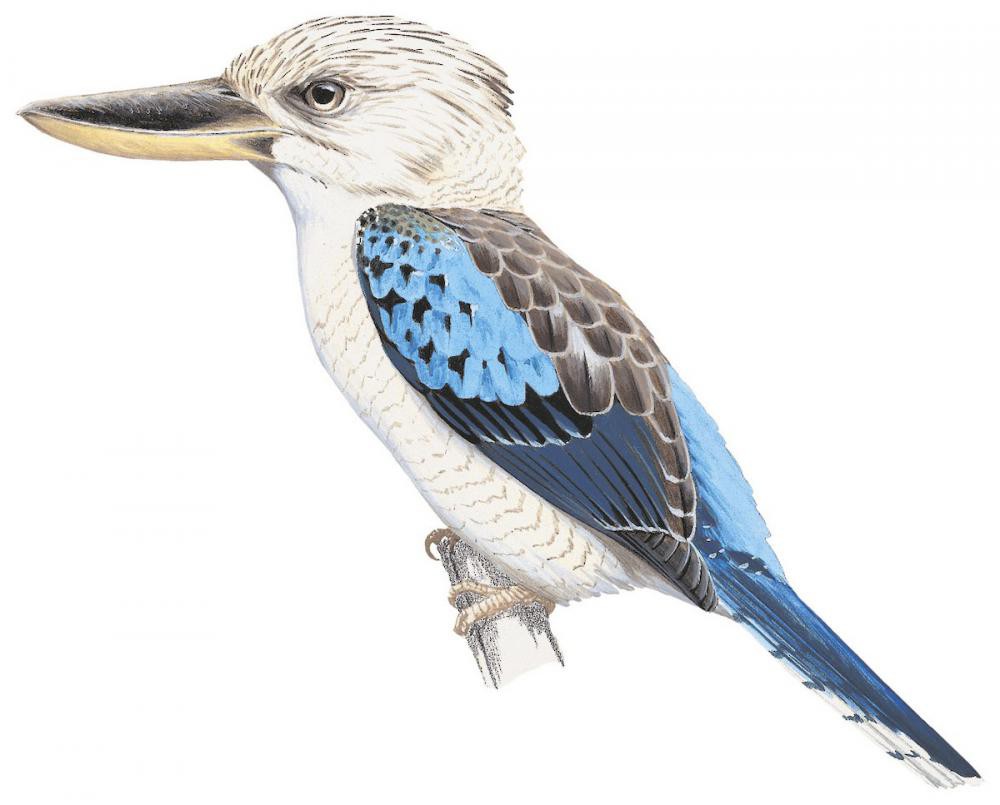Blue-winged Kookaburra / Dacelo leachii
