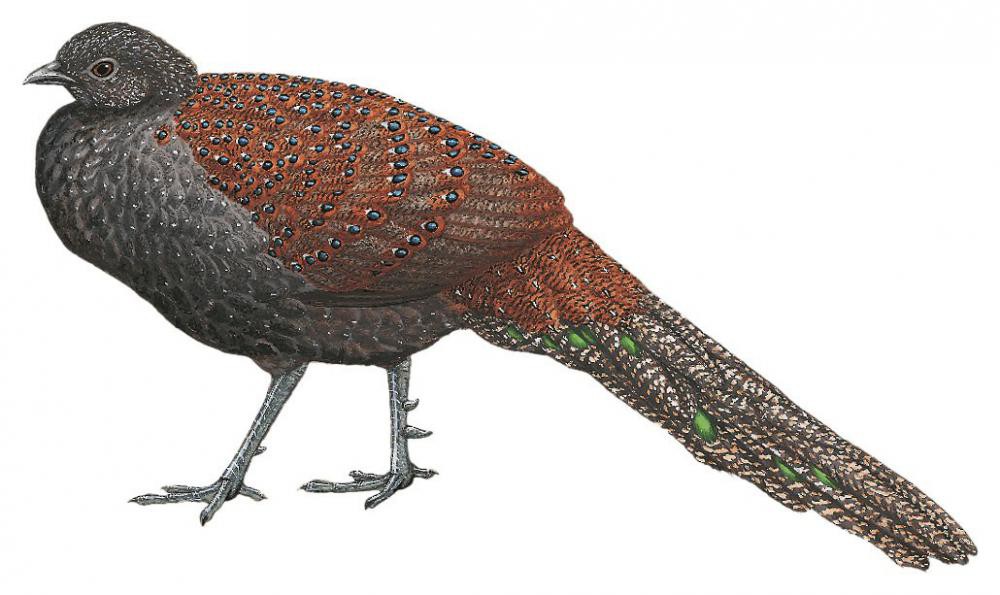 Mountain Peacock-Pheasant / Polyplectron inopinatum
