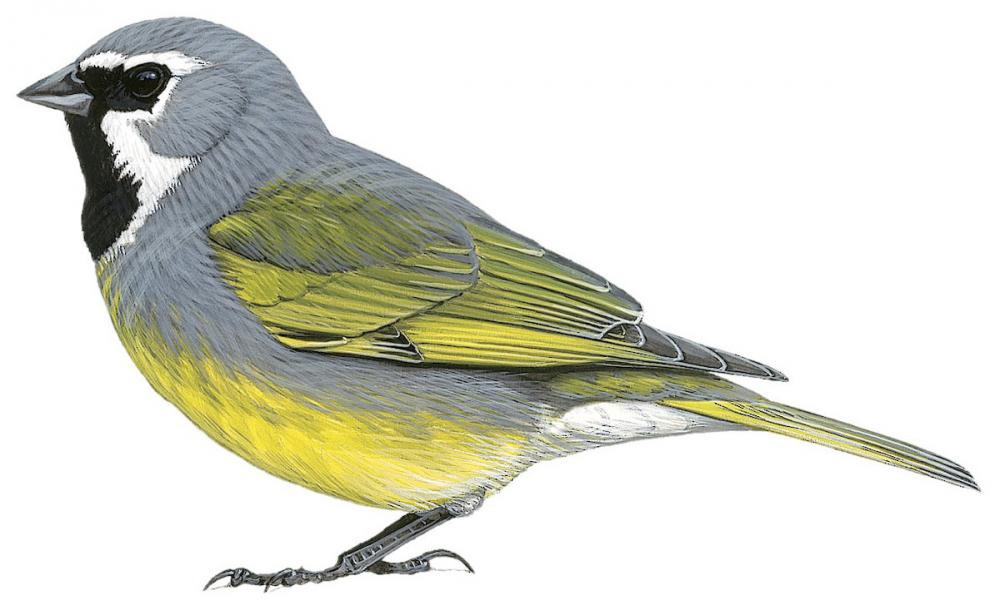 White-bridled Finch / Melanodera melanodera