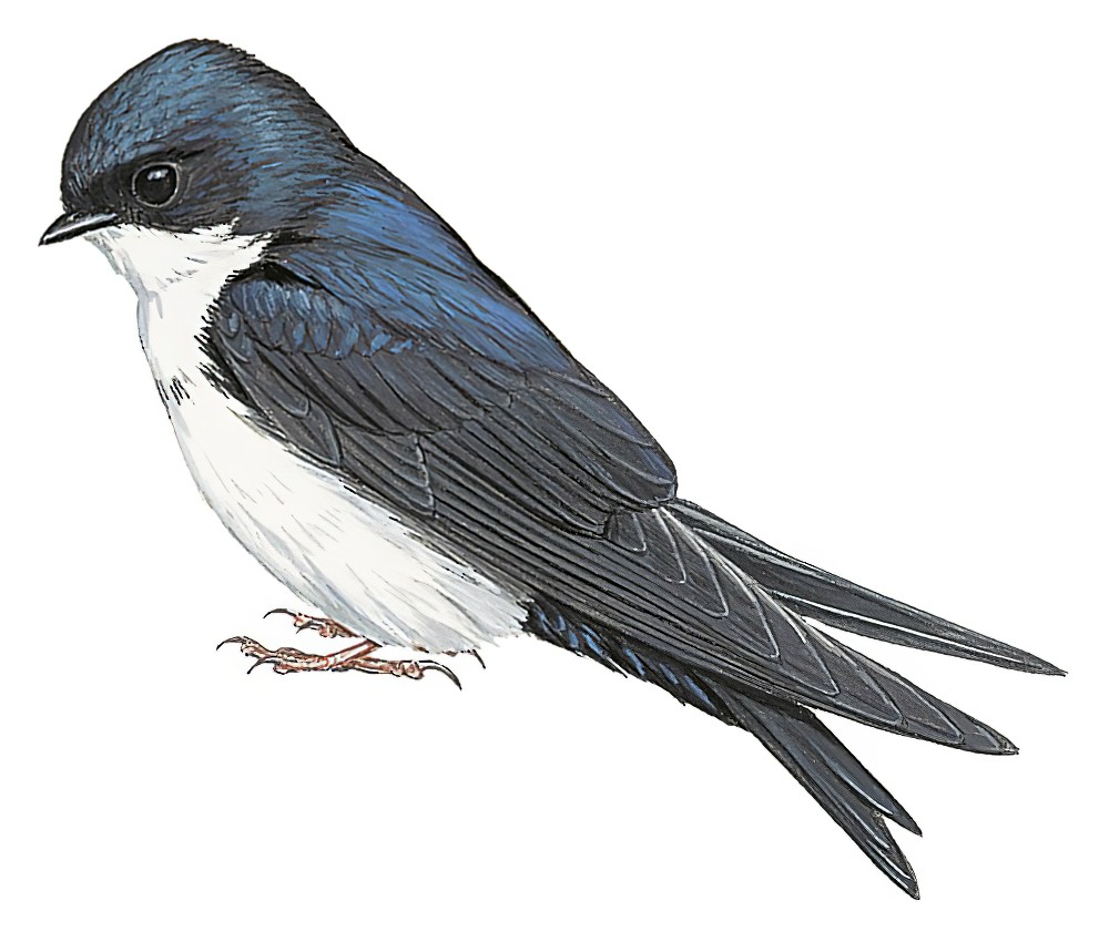 Blue-and-white Swallow / Pygochelidon cyanoleuca