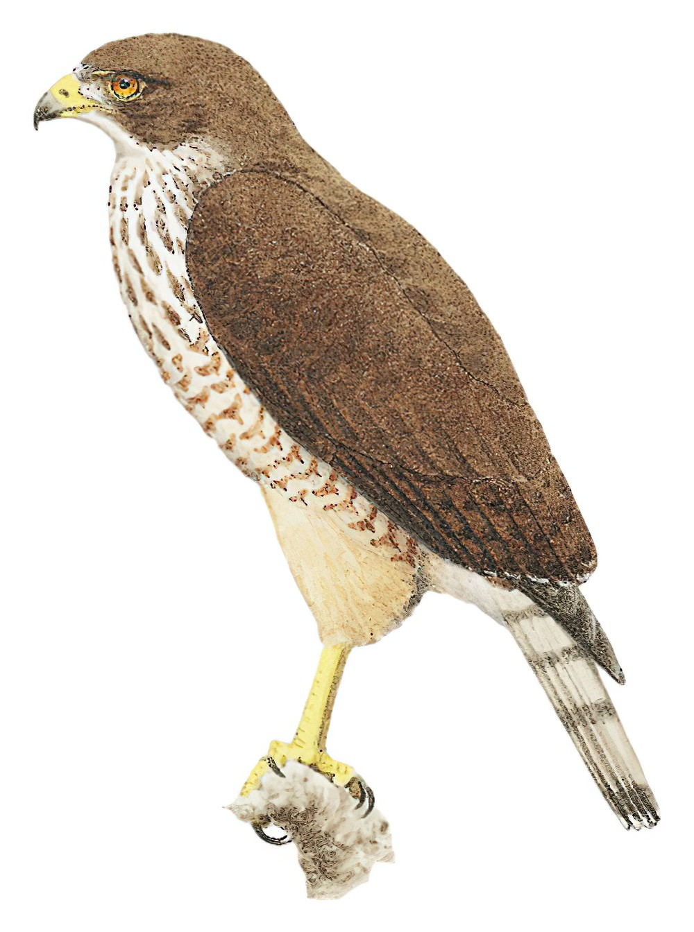 Roadside Hawk / Rupornis magnirostris
