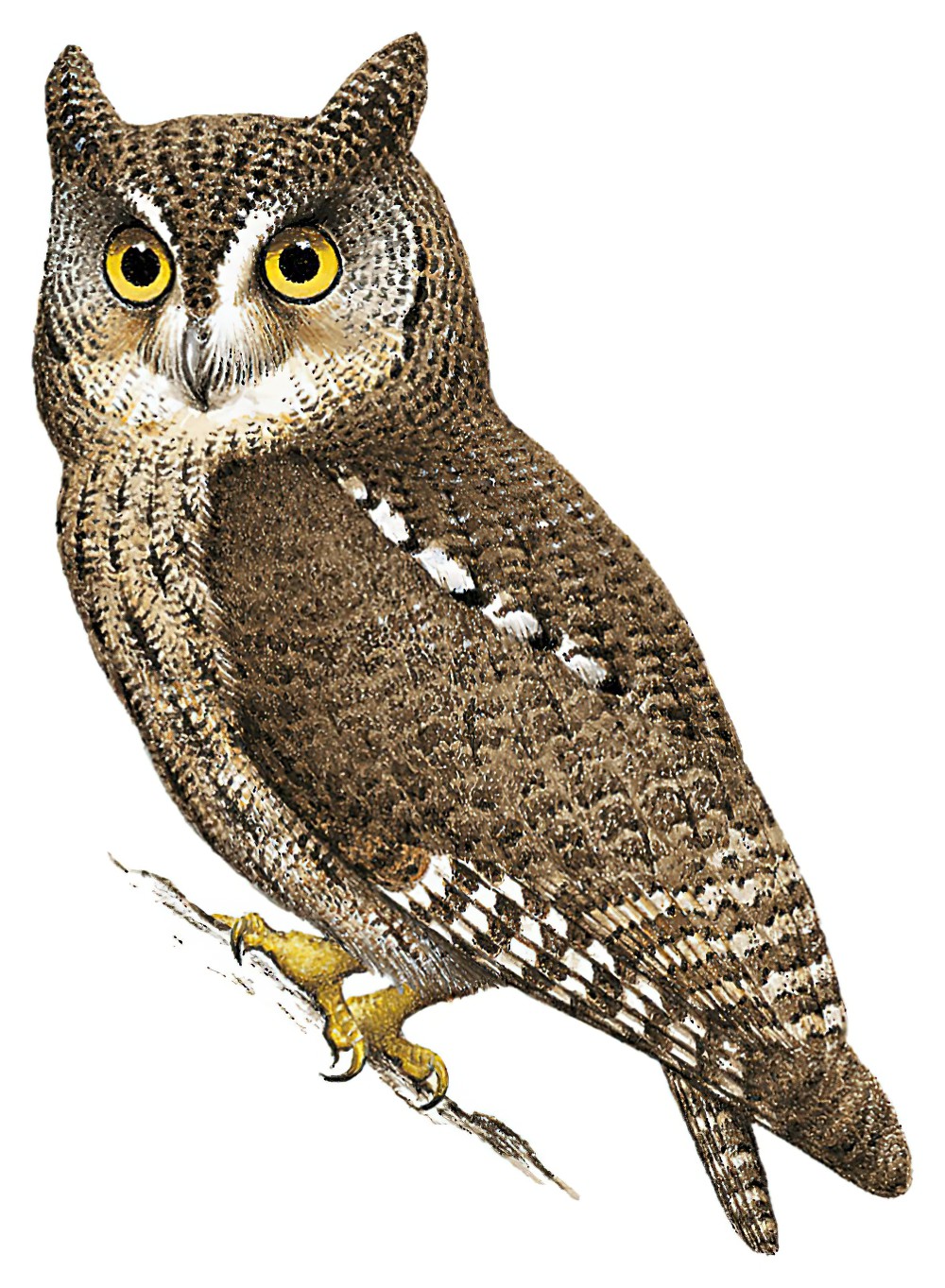 Moluccan Scops-Owl / Otus magicus