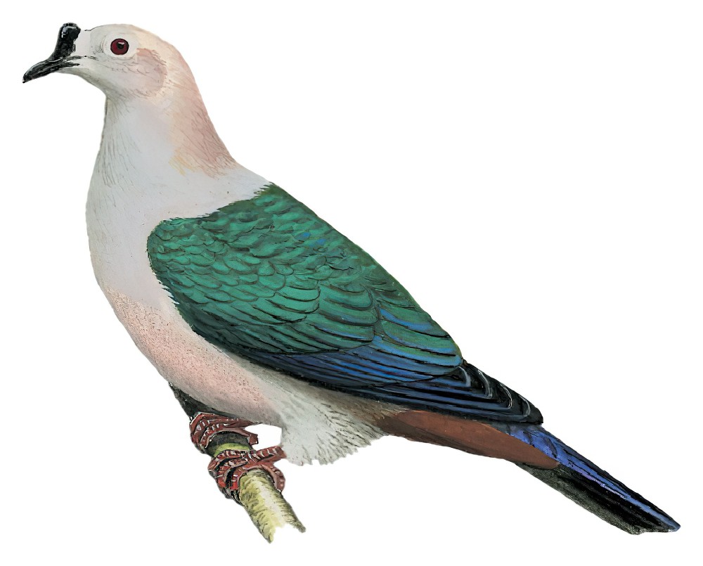 Spice Imperial-Pigeon / Ducula myristicivora