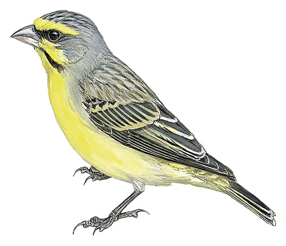 Yellow-fronted Canary / Crithagra mozambica