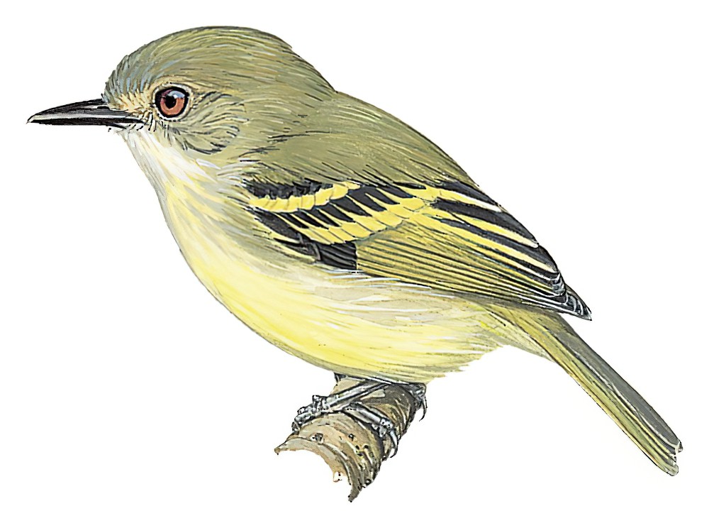 Smoky-fronted Tody-Flycatcher / Poecilotriccus fumifrons