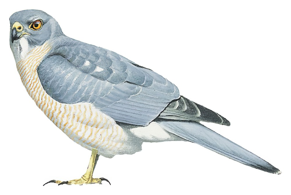 Nicobar Sparrowhawk / Accipiter butleri