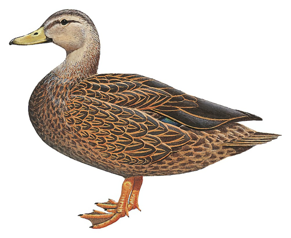 Mottled Duck / Anas fulvigula