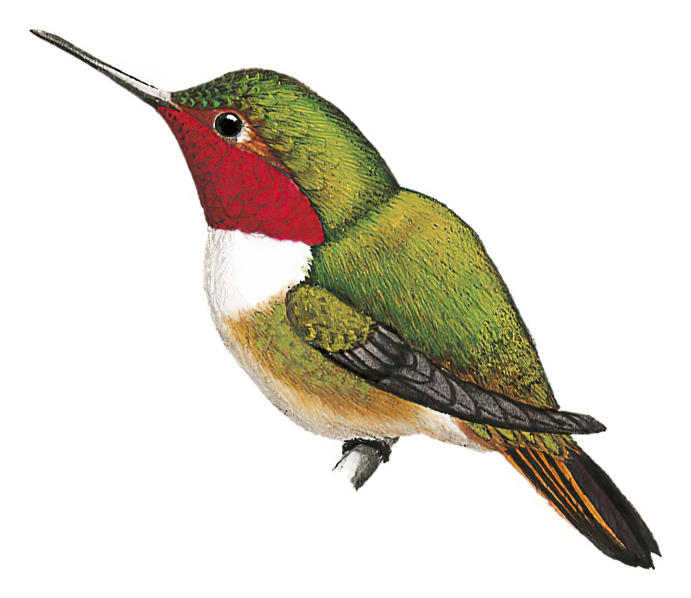 Glow-throated Hummingbird / Selasphorus ardens