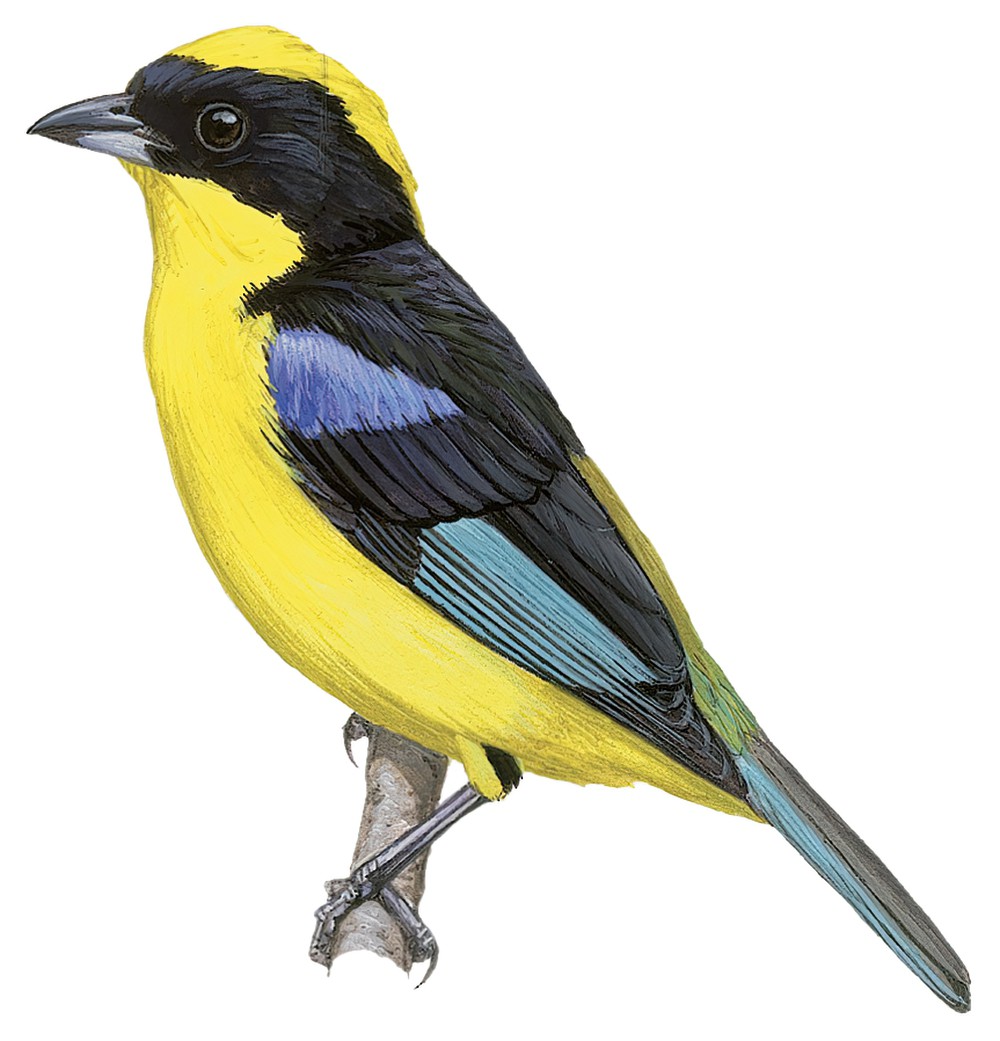Blue-winged Mountain-Tanager / Anisognathus somptuosus